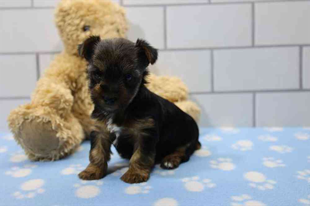 Image of a pet breed in the gallery