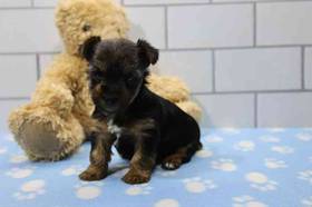 Yorkie
