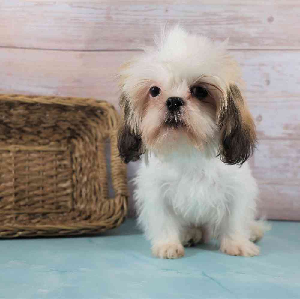 carousel pet images