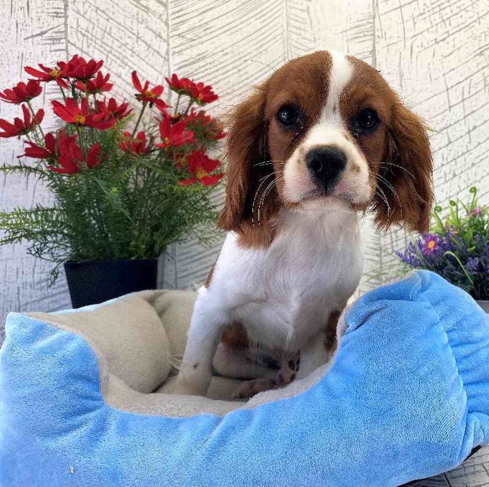 Male Cavalier King Charles Spaniel Puppy for sale