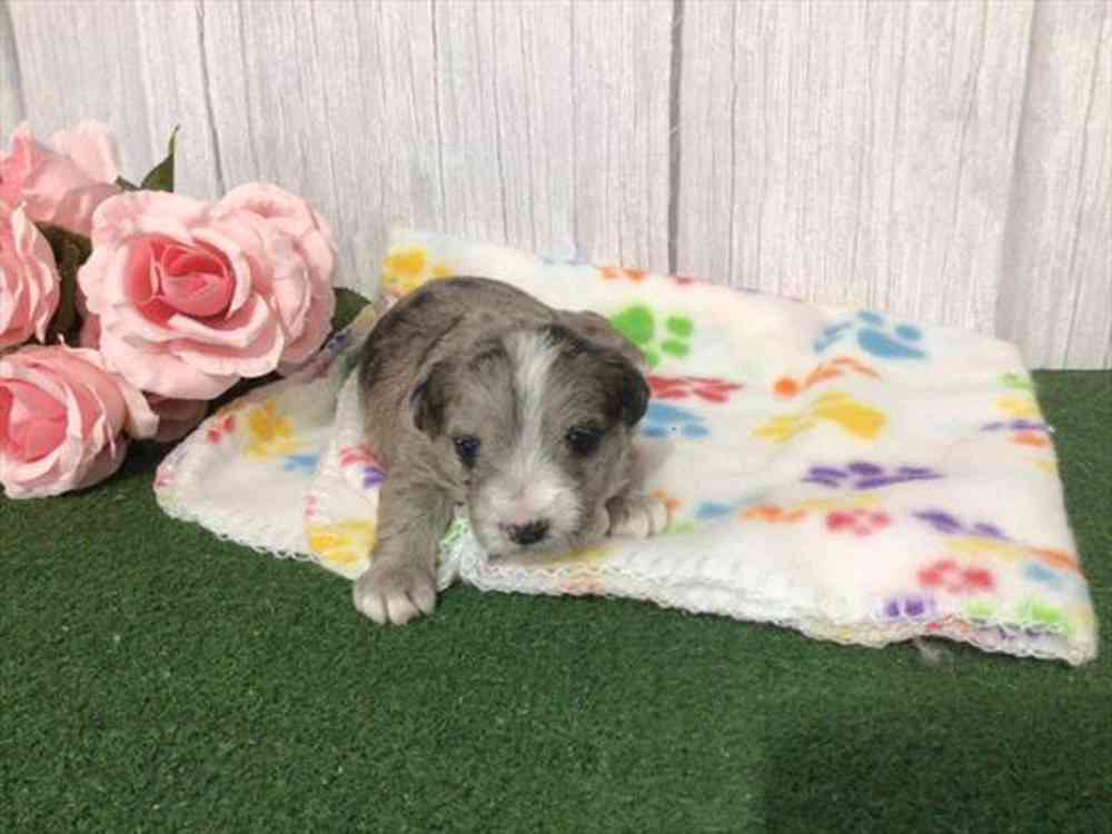 carousel pet images
