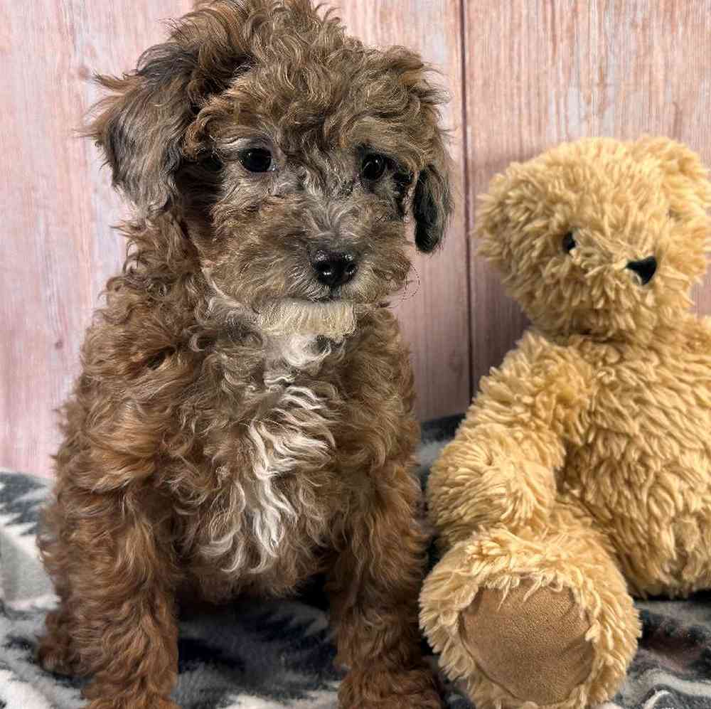 carousel pet images