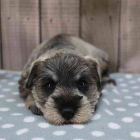 Mini Schnauzer
