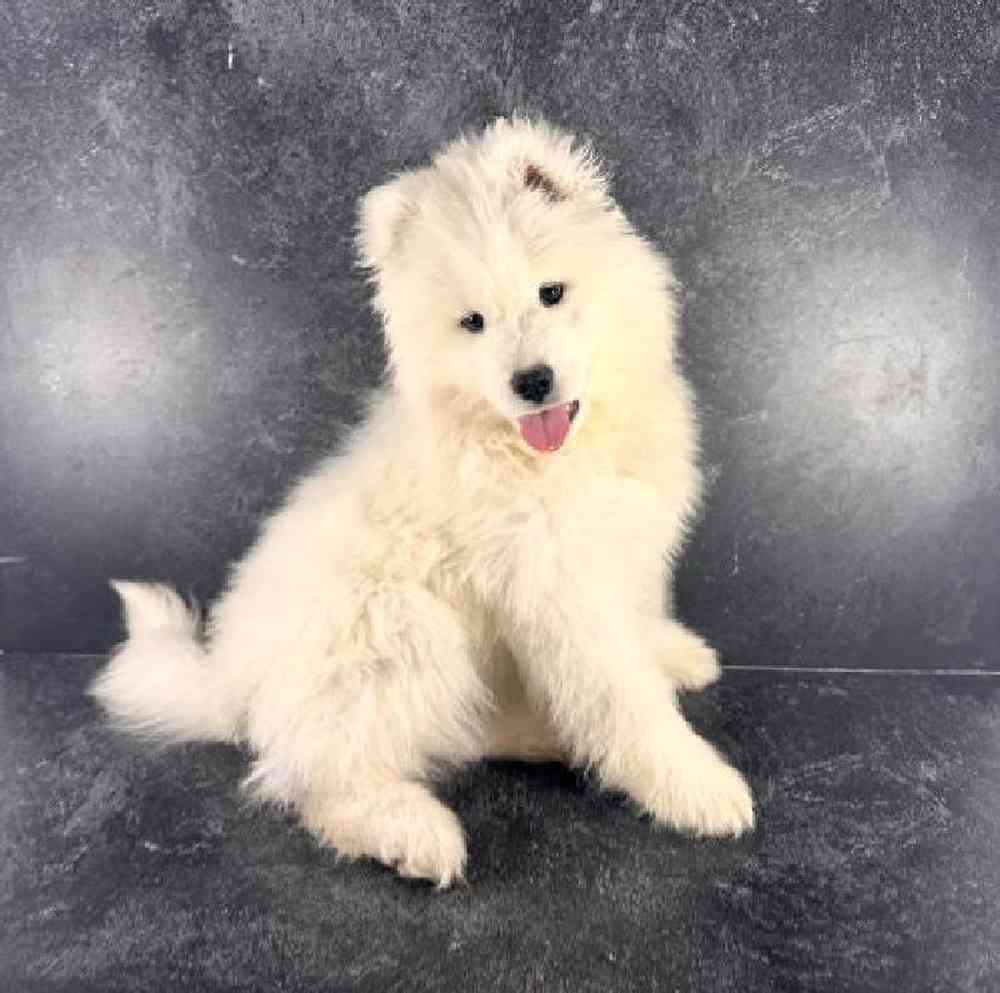 Male Samoyed Puppy for Sale in Millersburg, IN