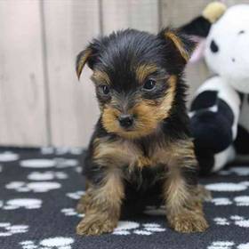 Yorkie