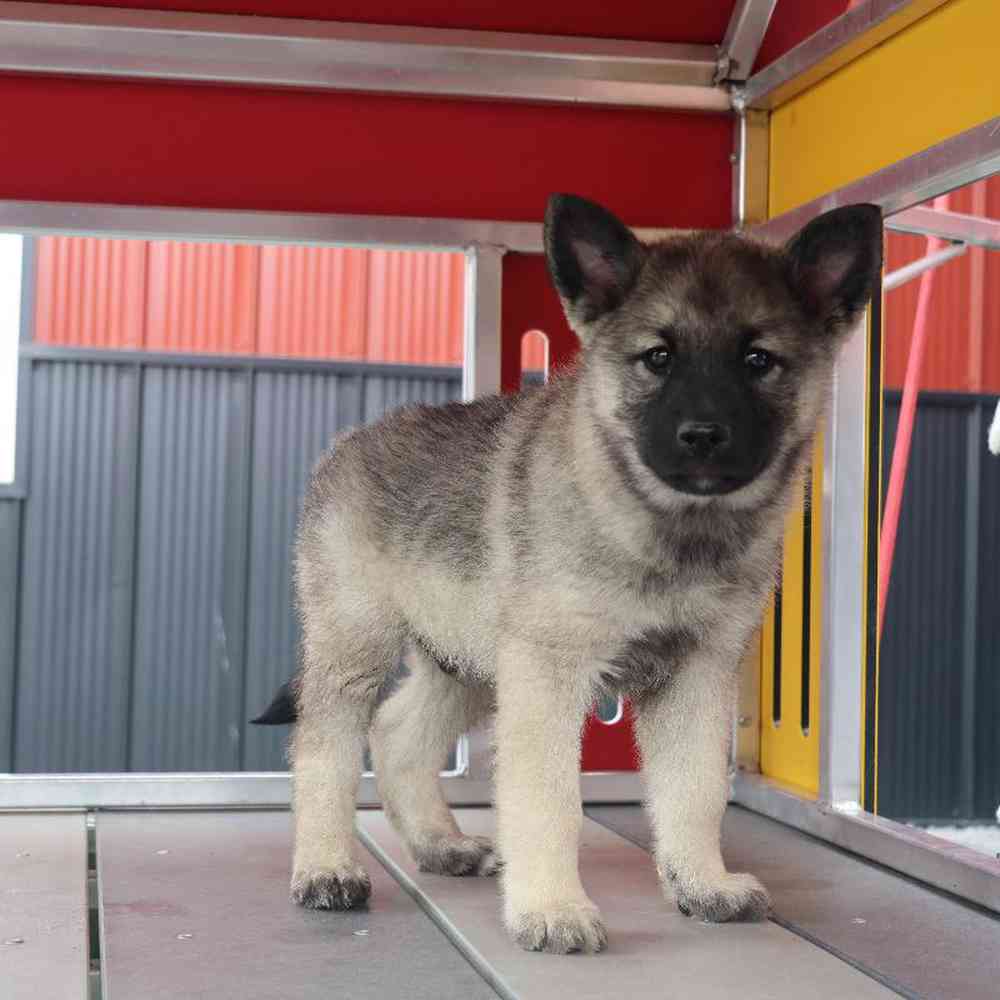 Male Norwegian Elkhound Puppy for Sale in Millersburg, IN