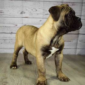 Bullmastiff/French Bull Dog