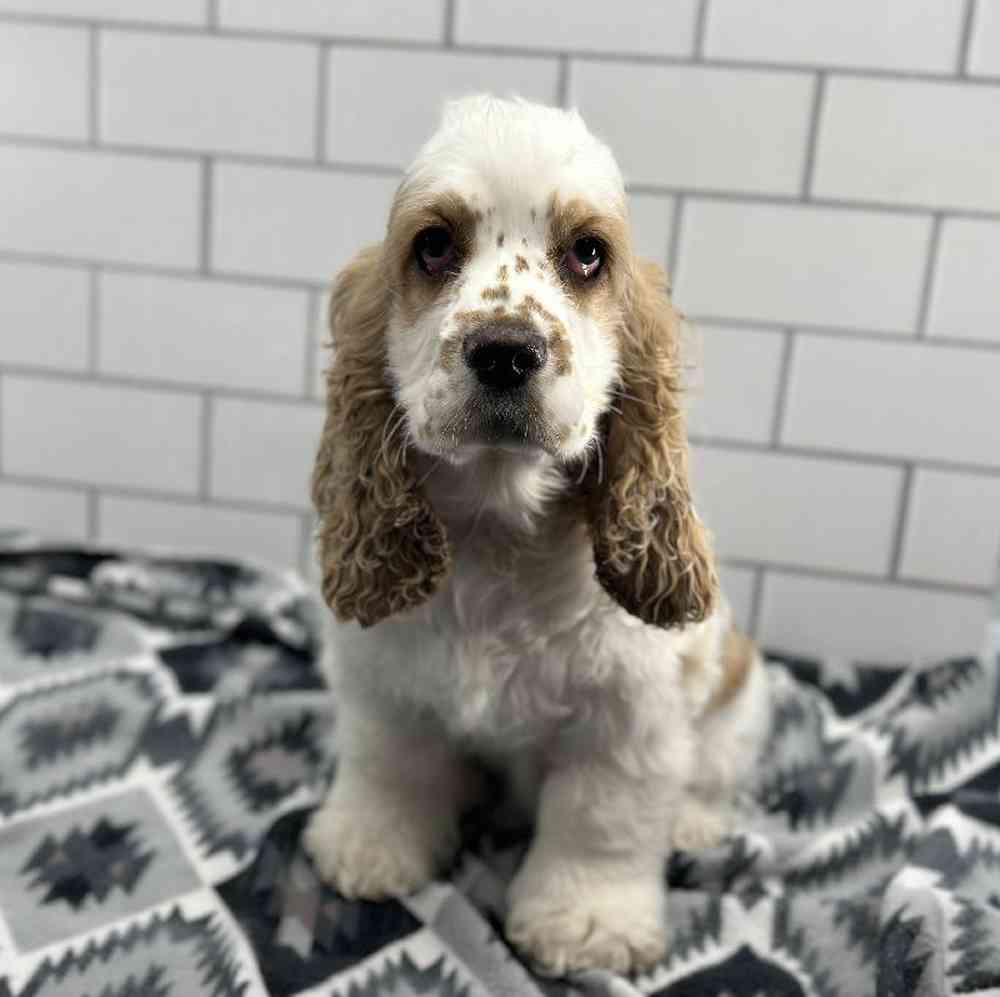 Female Cocker Spaniel Puppy for Sale in Millersburg, IN