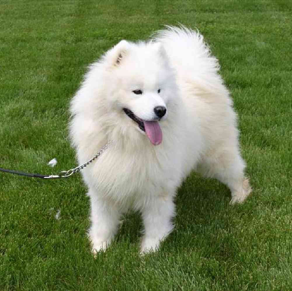 Male Samoyed Puppy for Sale in Millersburg, IN