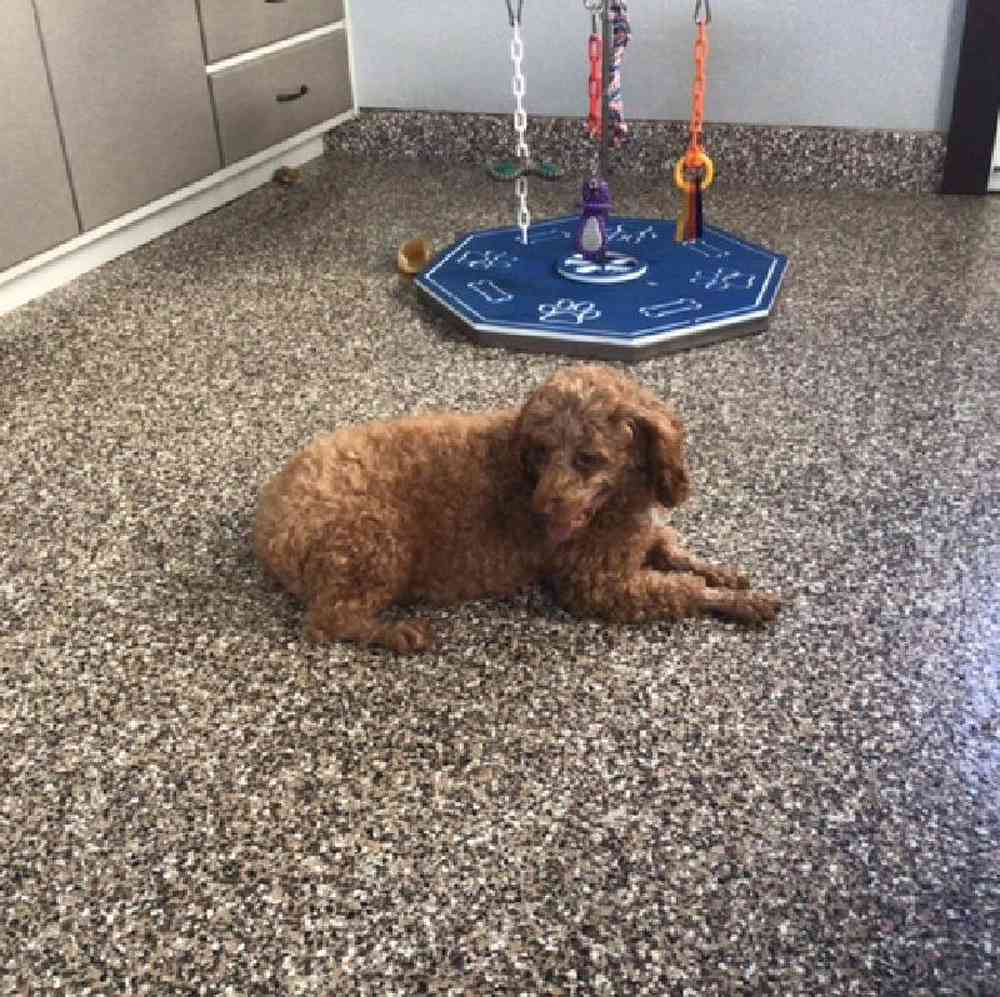 Male Mini Poodle Puppy for Sale in Millersburg, IN