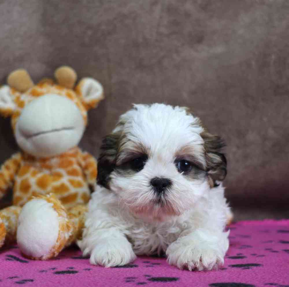 carousel pet images