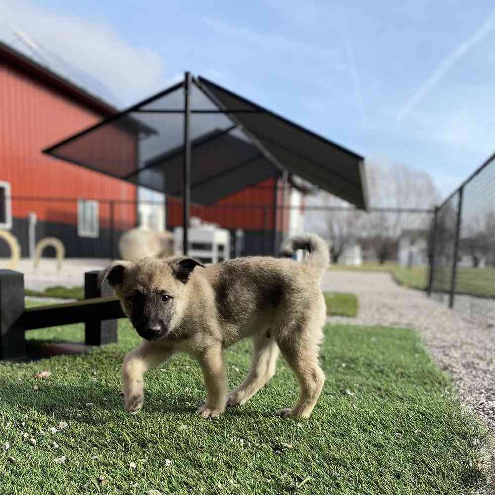 carousel pet images