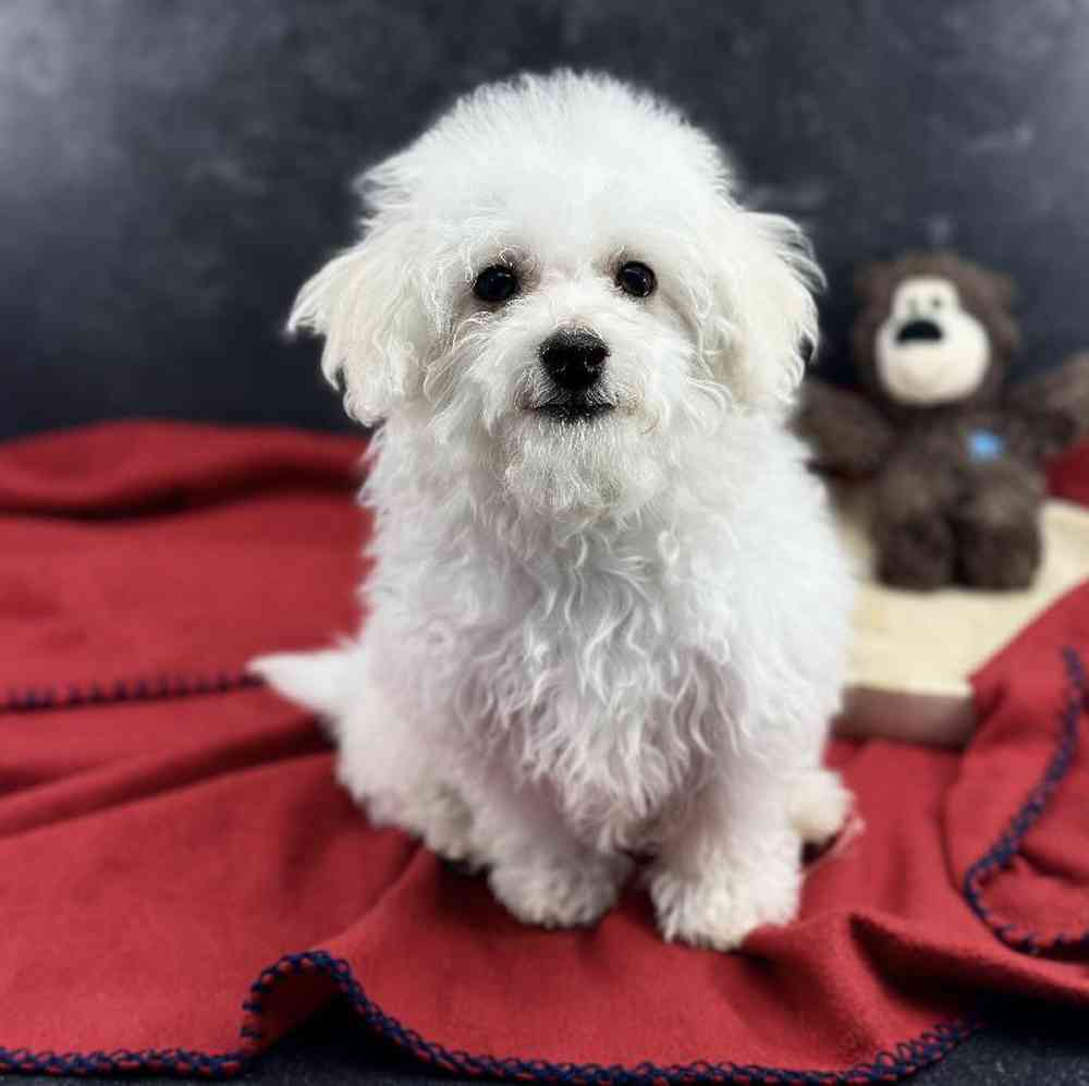 Male Bichon Puppy for Sale in Millersburg, IN