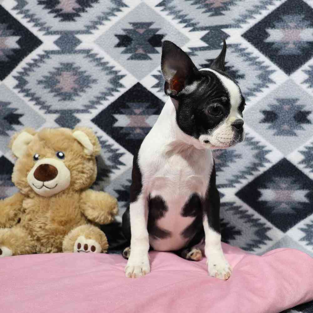 carousel pet images