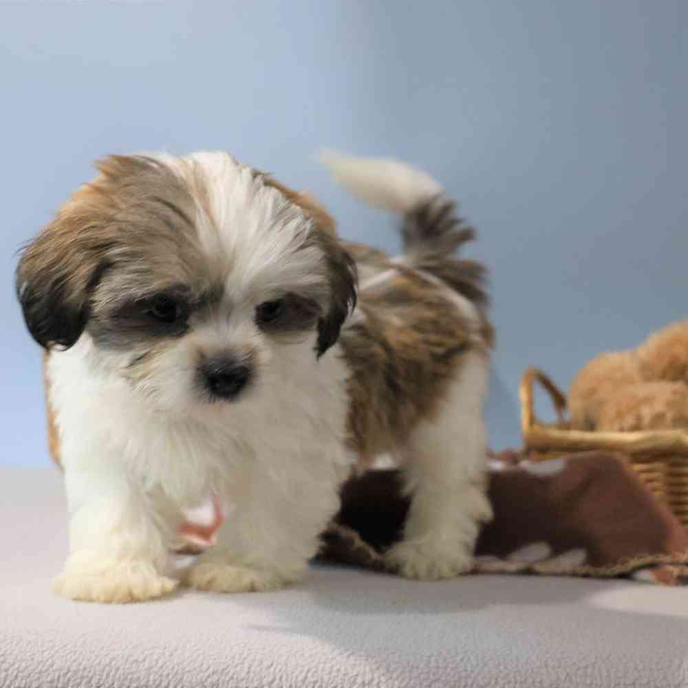 Male Shih Tzu Puppy for Sale in Millersburg, IN