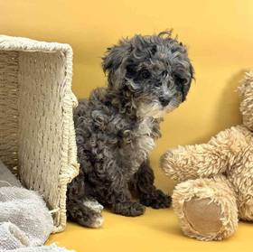 Mini Poodle