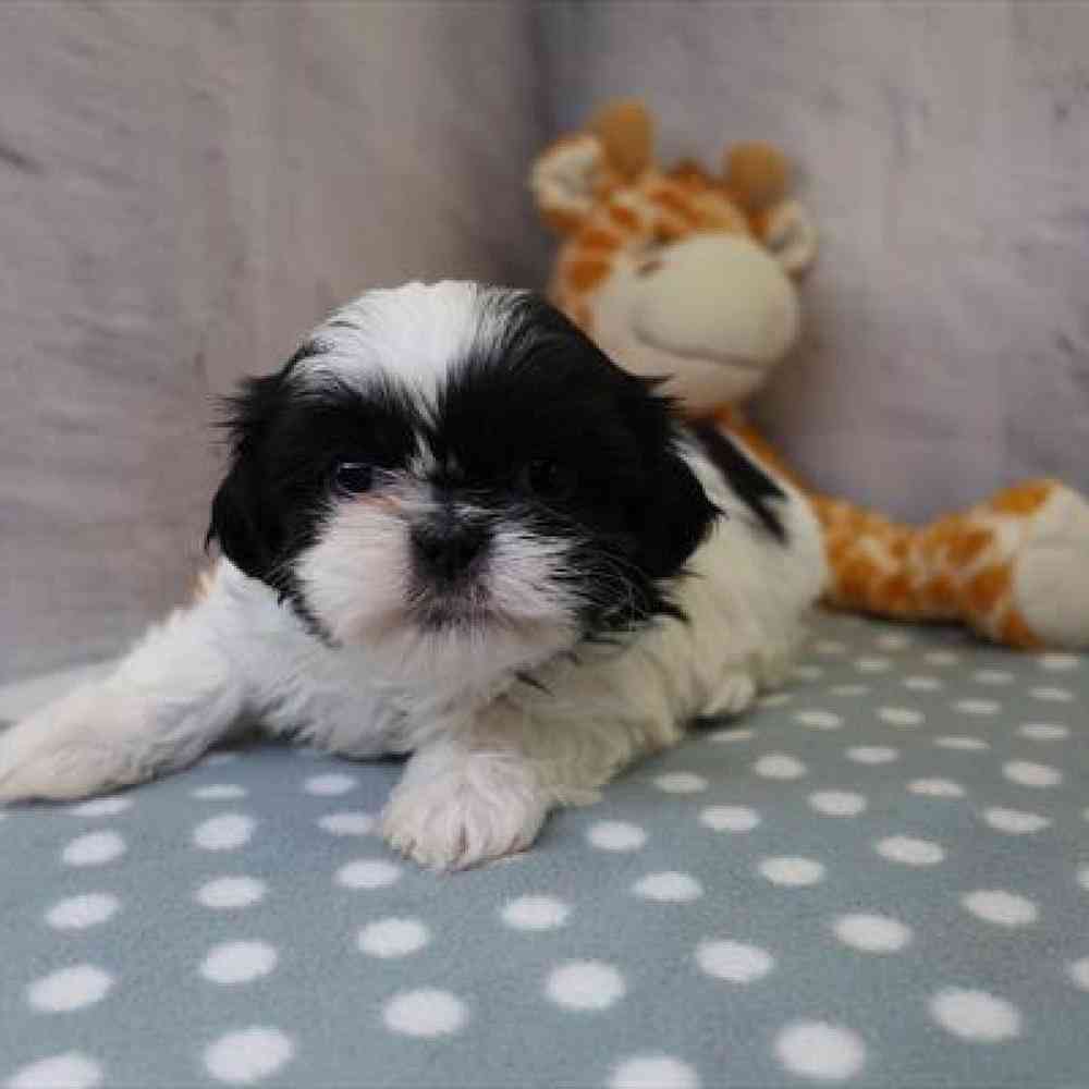 carousel pet images