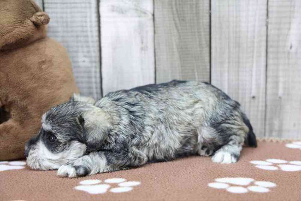 Image of a pet breed in the gallery