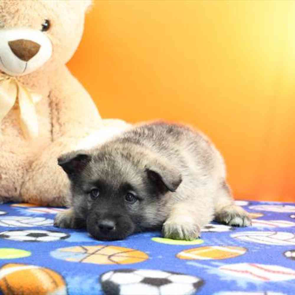 carousel pet images