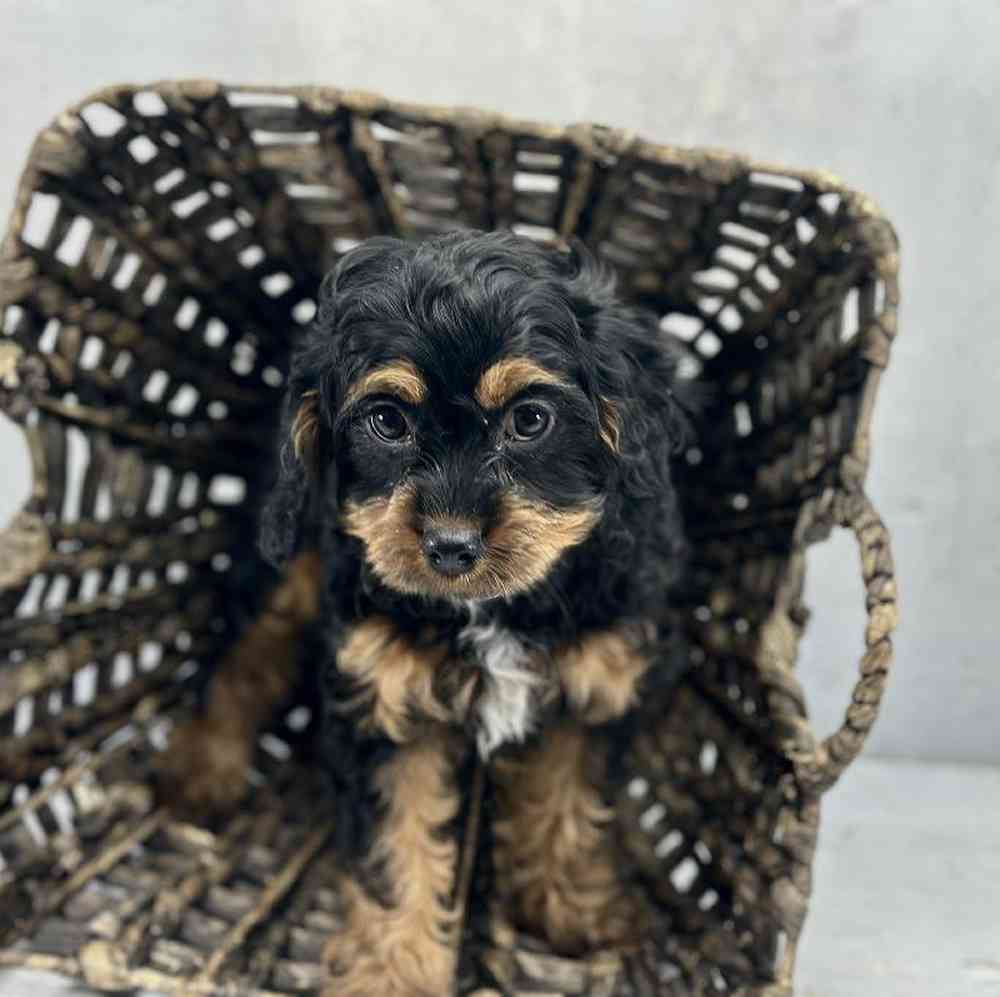 Female Cavapoo Puppy for Sale in Millersburg, IN