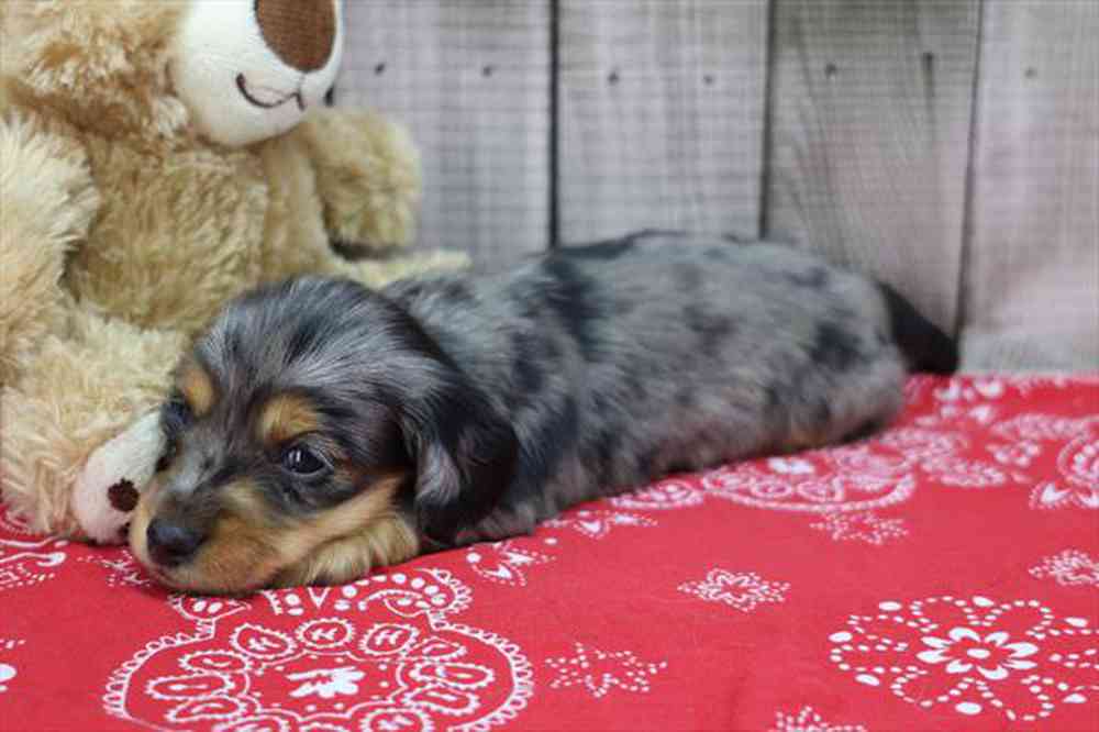 carousel pet images