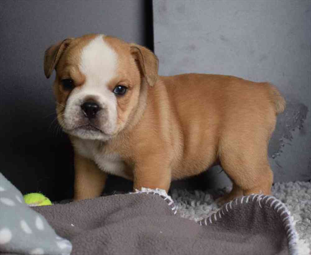 Bulldoggle puppy sales