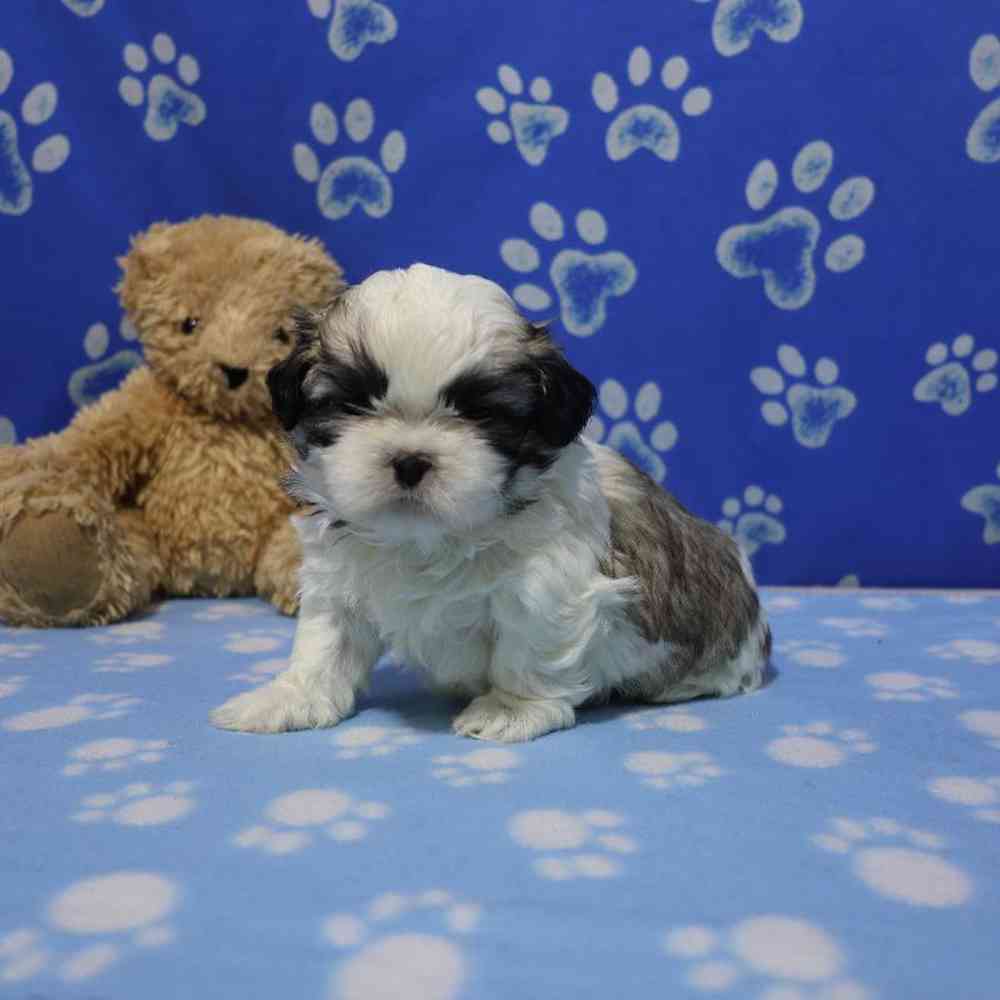 carousel pet images