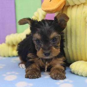 Yorkie