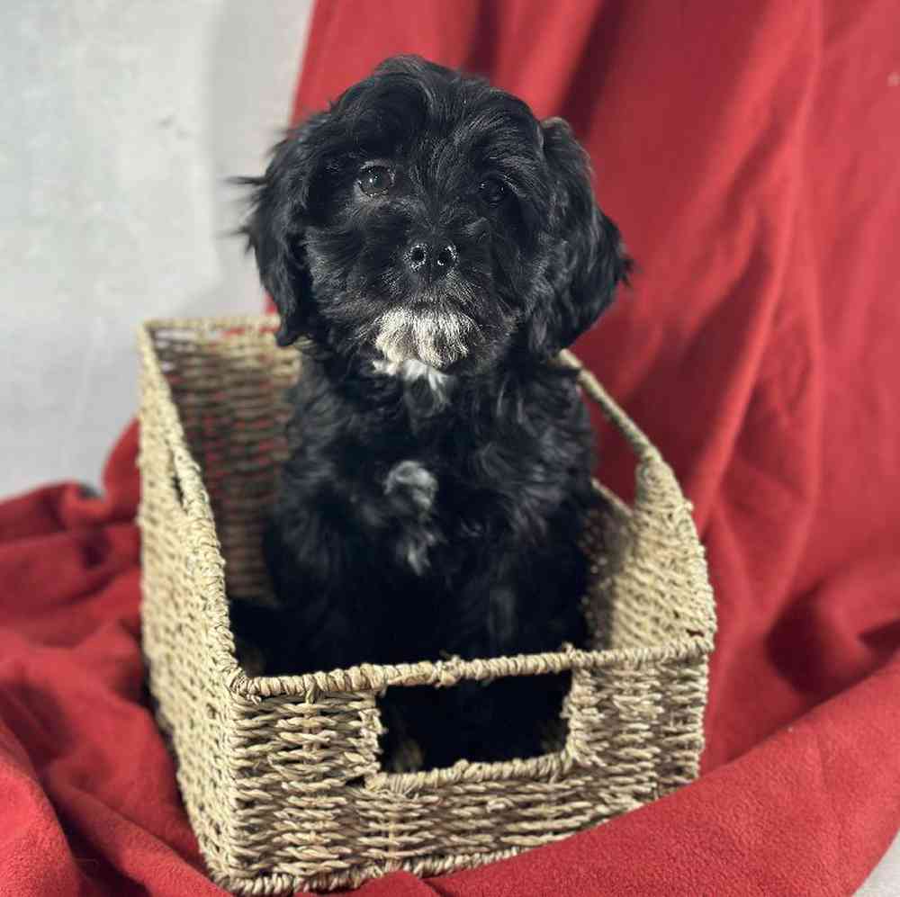 carousel pet images