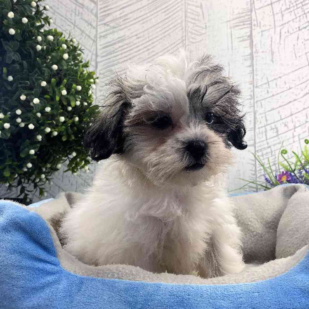 carousel pet images