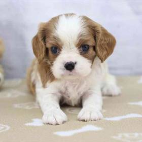 Cavalier King Charles Spaniel