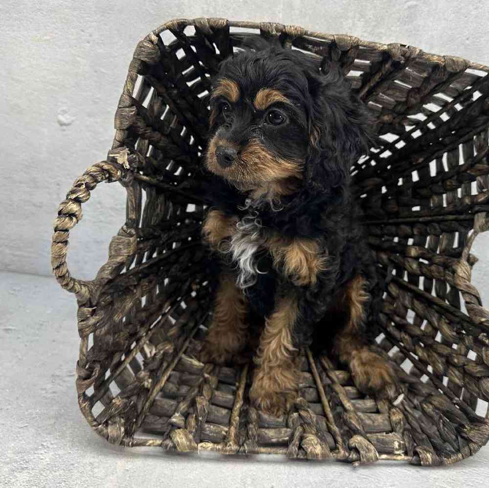 carousel pet images