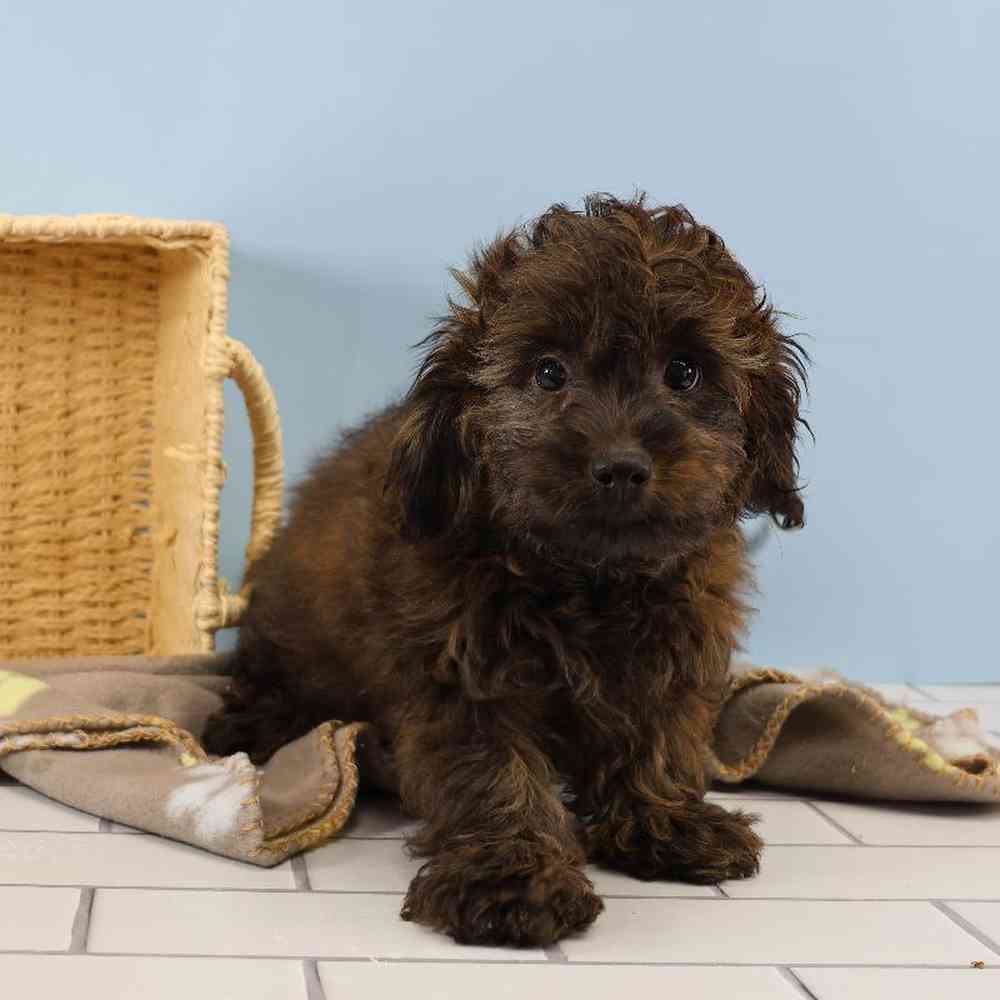 Male Doxiepoo Puppy for Sale in Millersburg, IN