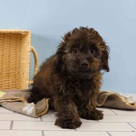 Doxiepoo