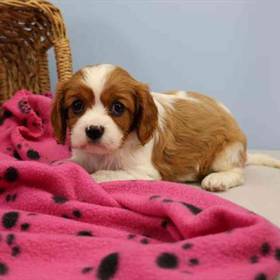 Cavalier King Charles Spaniel