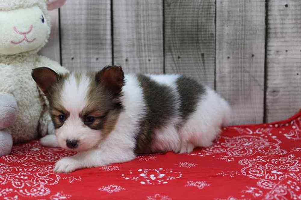 carousel pet images