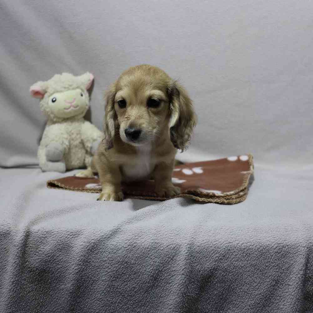 Female Dachshund Puppy for Sale in Millersburg, IN