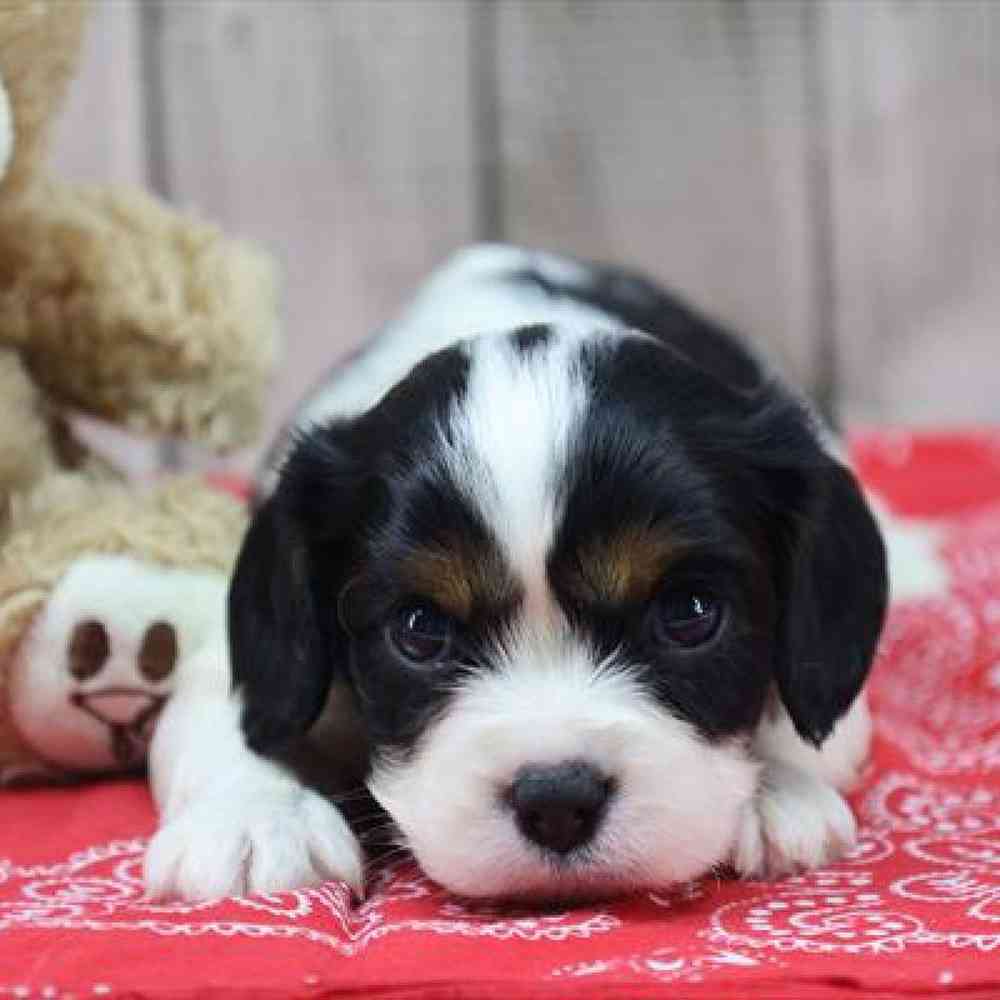 Cavalier King Charles Spaniel Puppy for sale - Heart String Healthy Puppies
