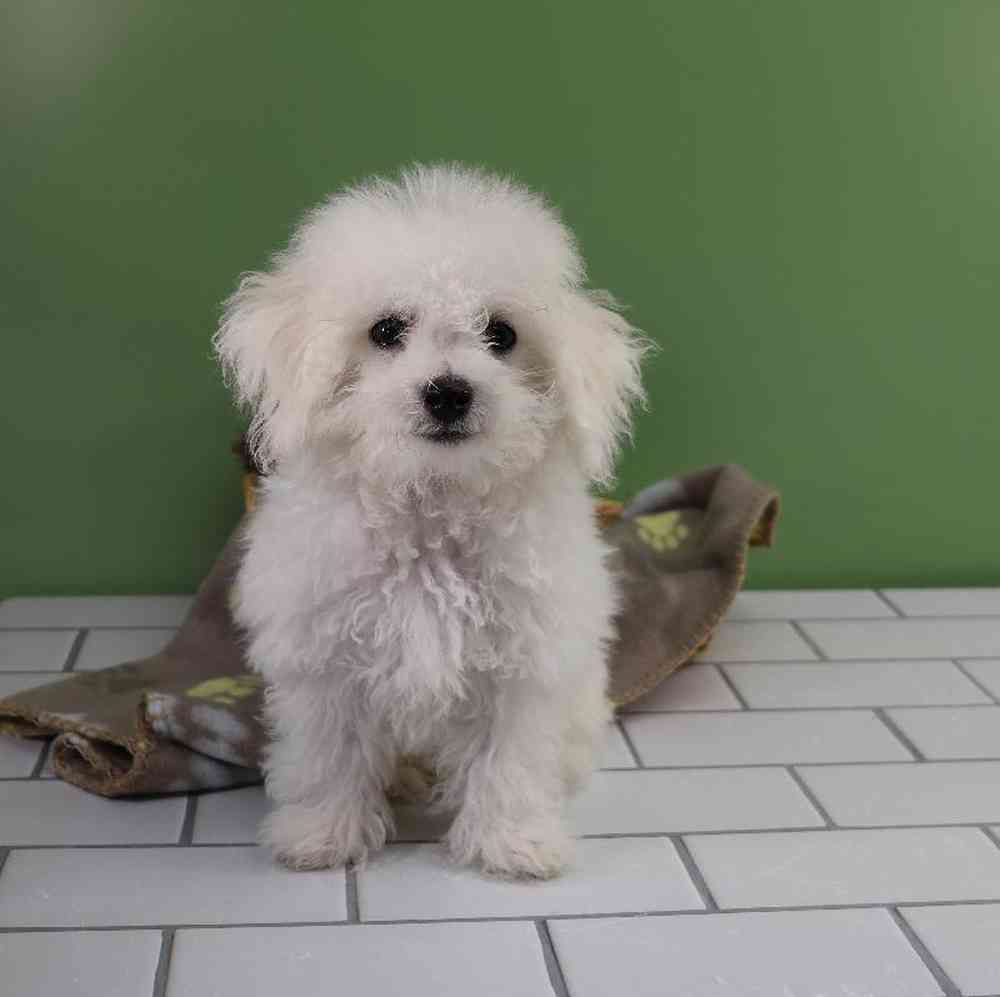 Male Bichon Puppy for Sale in Millersburg, IN