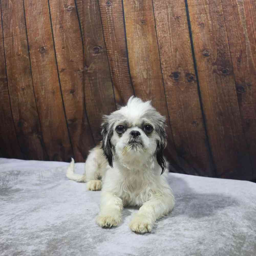 carousel pet images