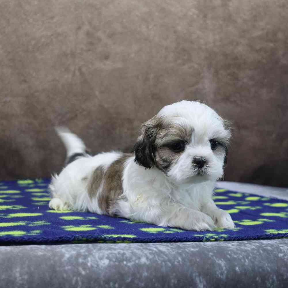 Male Shih Tzu Puppy for Sale in Millersburg, IN