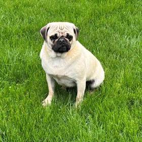 Pug