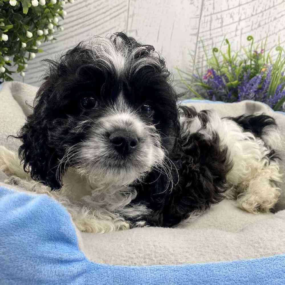 carousel pet images