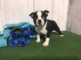 Boston Terrier