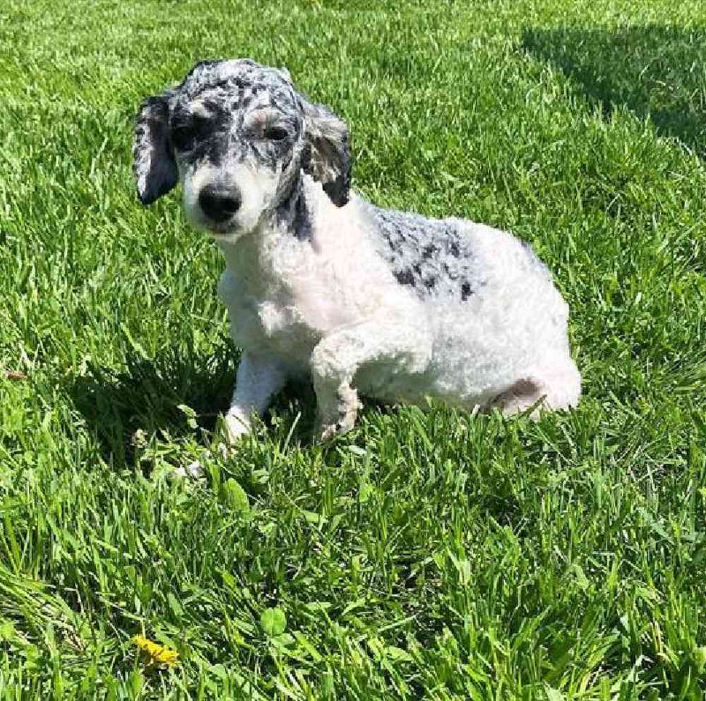 Male Mini Poodle Puppy for Sale in Millersburg, IN