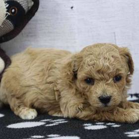Shichon