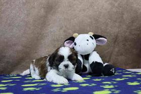 Shih Tzu