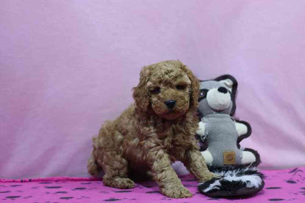 carousel pet images