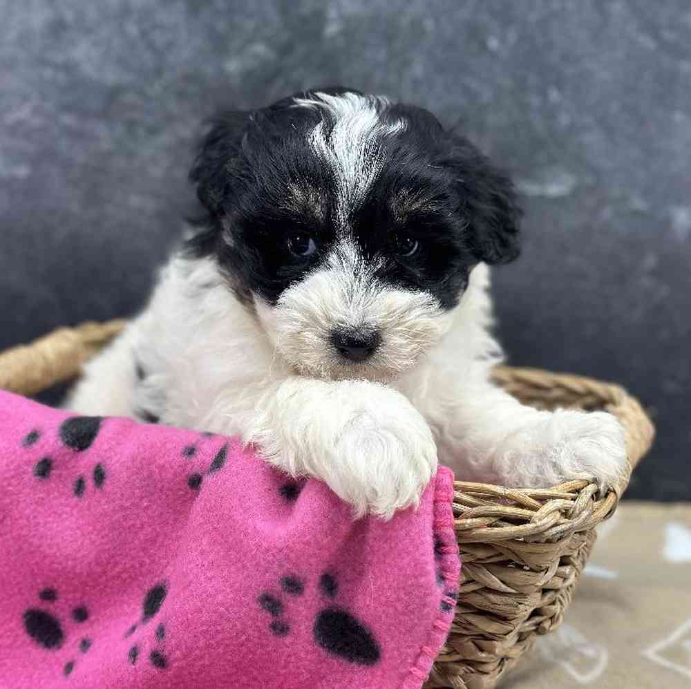 Female Sammypoo Puppy for Sale in Millersburg, IN