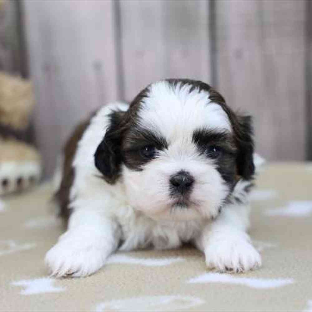 Image of a pet breed in the gallery